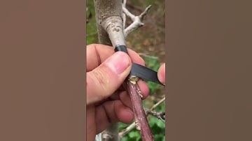 Apple Tree Grafting For Beginners - Learn How To Graft #garden