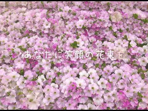「あなたに笑顔の花束を / ao」 (original)