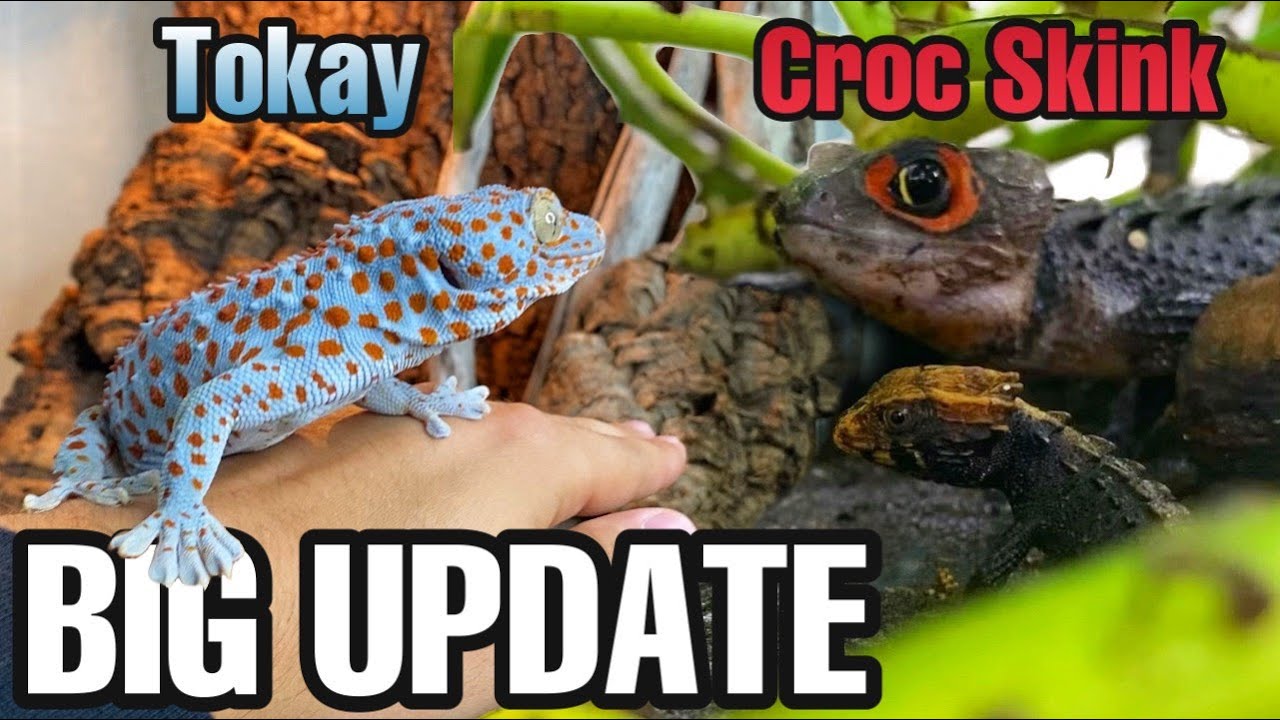 BIG NEWS! RED-EYED CROCODILE SKINK + TOKAY GECKO UPDATE!