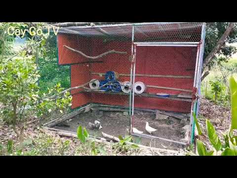 Video Cách làm chuồng chim bồ câu pháp @CayCoTV - youtube