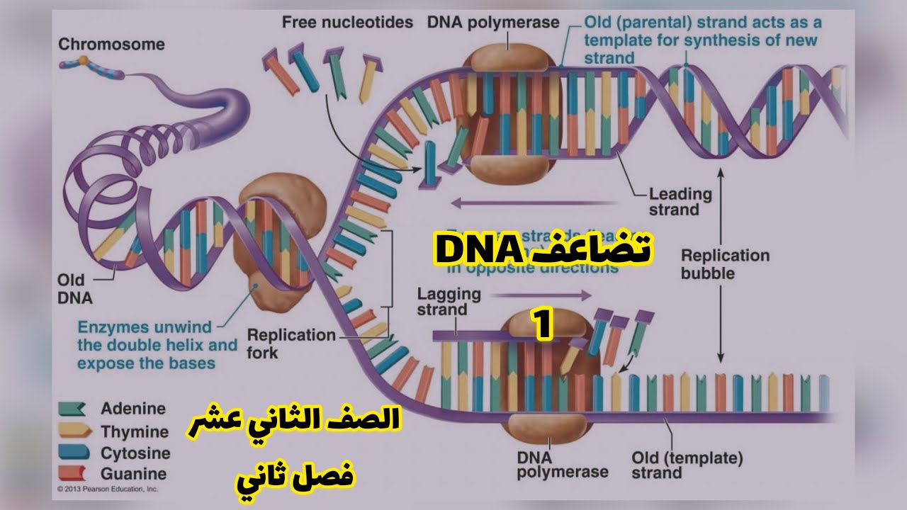 تضاعف DNA الدرس ١ صف ١٢ع