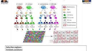 How assisted evolution and synthetic biology can help address the coral reef crisis