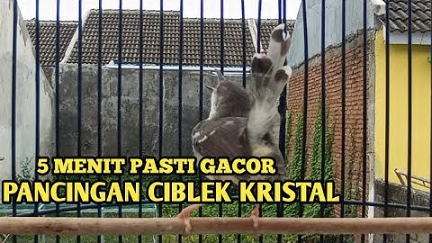 Masteran Prenjak Vs Ciblek Gacor dor Brem Rapat Tanpa Jeda