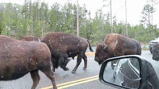 Bison on Roadway - Yellowstone October 2018