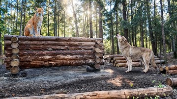 I Survived 1 Month Building This Log Cabin While Predators Hunted Me