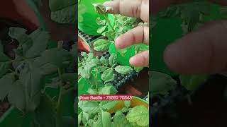 Rose Bestie Organic Fertilizer ✨#rosecaring #gardening #organicfood #All flowering plants#rose#roja🌹