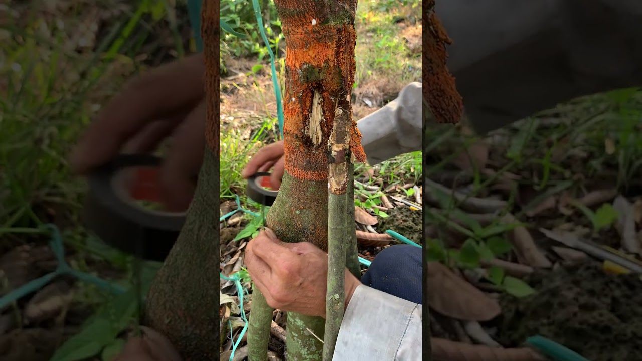 Ghép gốc mít thực tế 