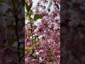 JAPAN(4K)Sakura in Tokyo Japan✨ Such a beautiful day in Tokyo!✨