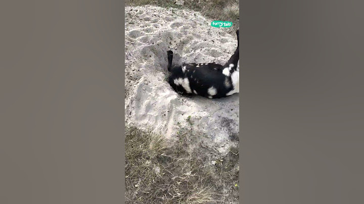 🐐 Goat with head stuck in the ground is rescued #shorts