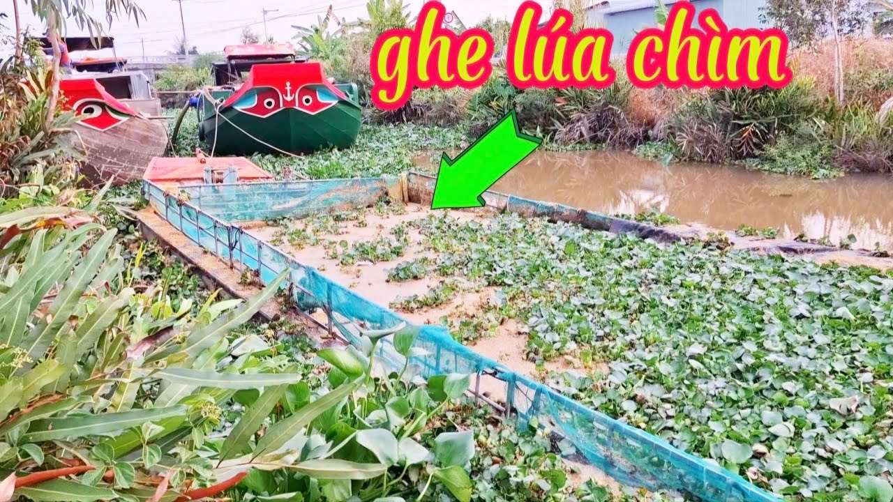 Trục vớt ghe chở lúa bị chìm , phần 1 - YouTube