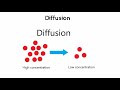 Diffusion across cell membrane//diffusion through plasma membrane