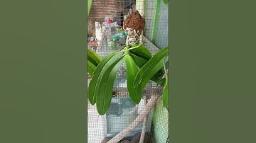Anggrek phalaenopsis amabilis javanicum sudah spike semua ada yang super jumbo WA 081553189426