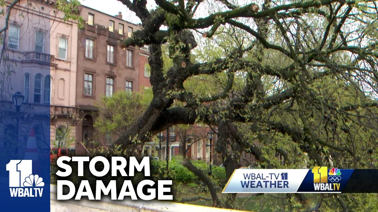 Downed trees, damage left after Wednesday storms - YouTube