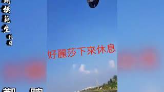金剛鸚鵡麗莎路訓飛飛~第三段