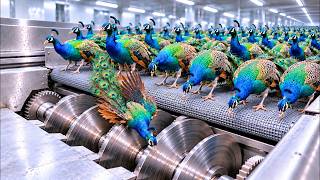 From Peacock Feathers to Royal Luxury | Inside the Extraordinary Cloak-Making Factory