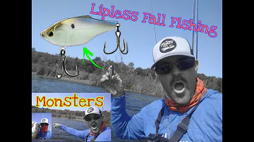 Fall Lipless Cranking  6th Sense Quake 70 #6thsensefishing #liplesscrank #falfishing