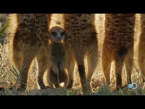 Video: Hoe heet een baby stokstaartje?