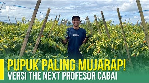 RAHASIA TANAMAN BEBAS PENYAKIT DI MUSIM HUJAN | CABAI AMAN TANPA KENDALA