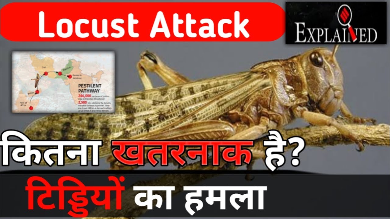 Locust Attack Explained how dangerous are locusts YouTube