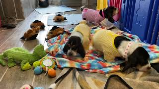 Puppy Pajamas by BassetBottomBassets European Basset Hound Puppies 478 views 2 years ago 1 minute, 56 seconds