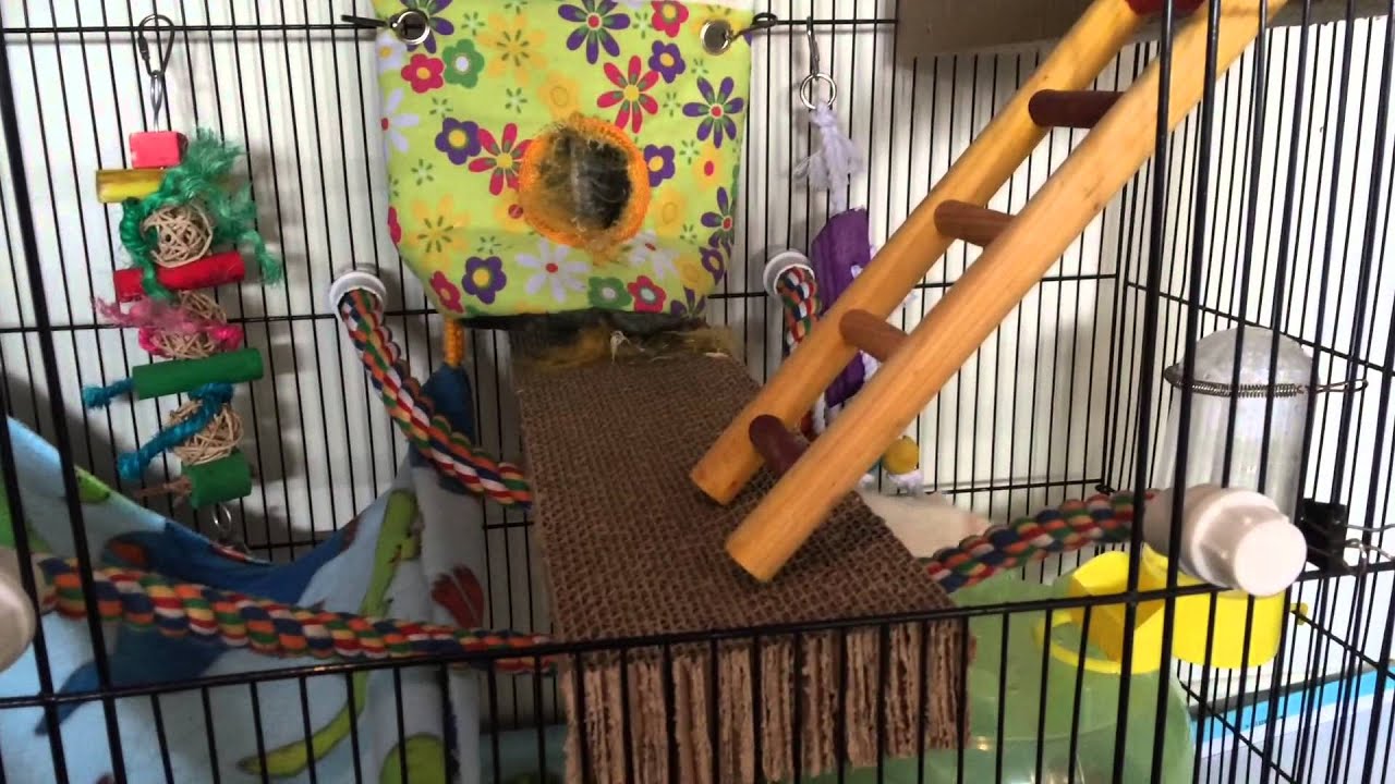 Winston the rat playing! - YouTube