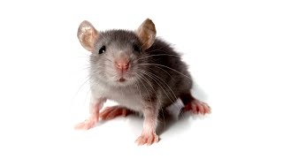 a rodent's revenge