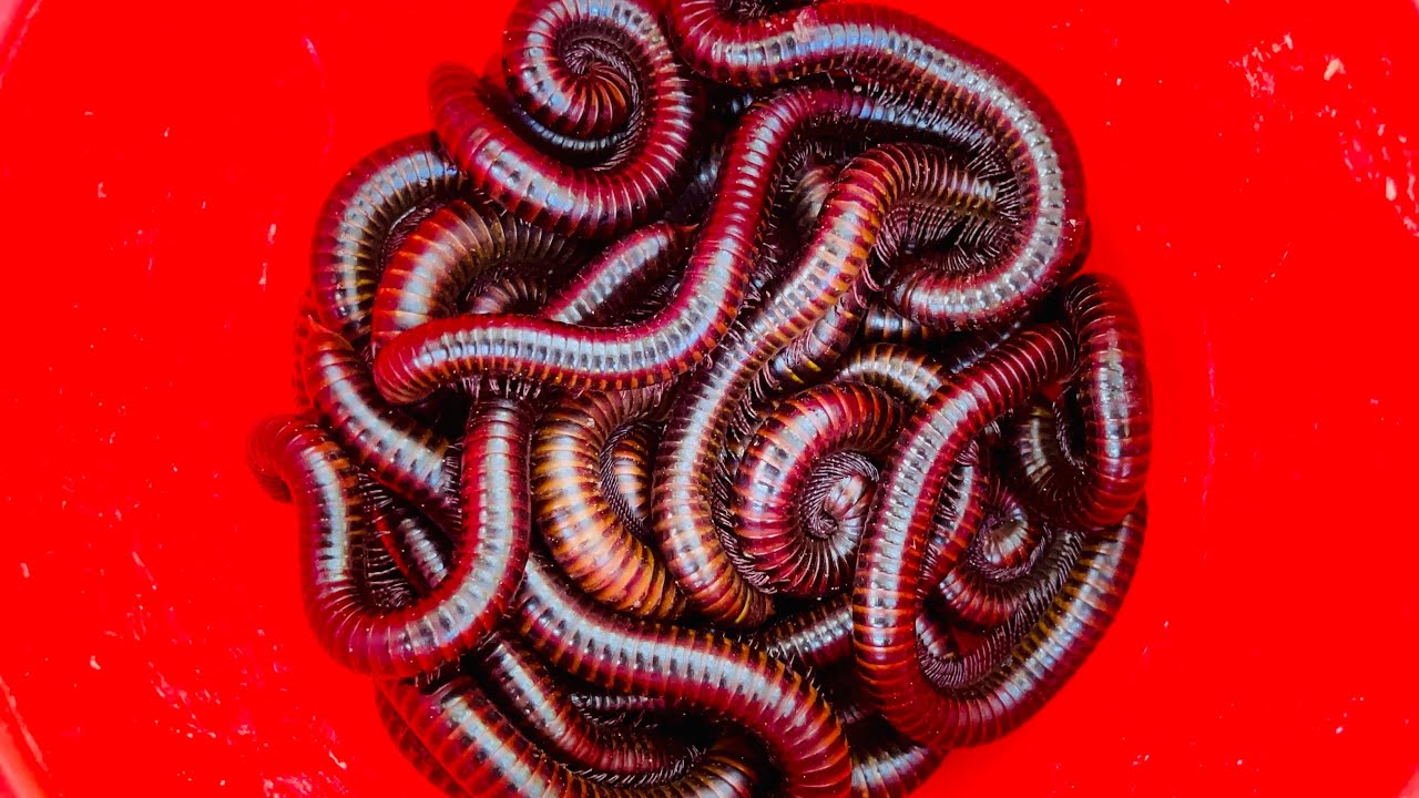 Wow Catching many giants millipedes 