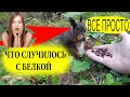 Отвечаем почему белка не двигается/ Squirrel broke/そして、リスは本当に壊れました。/ Why did the squirrel break down