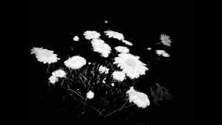 Bôa - Duvet [Acoustic] (slowed   reverb)