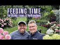 How We Fertilize Roses & Hydrangeas in Spring 🌸 Tips for Big Blooms + Healthy Growth