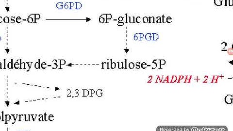 Red Blood Cells metabolism