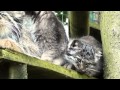 BCS - Pallas Cat Kittens 2010 - very cute at 12 weeks