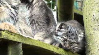 BCS  Pallas Cat Kittens 2010  very cute at 12 weeks