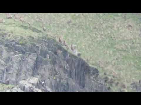 4 თებერვალი, 2020