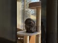 フワフワ猫のグルーミング ネコの癒し