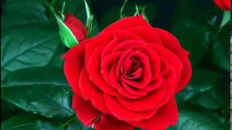 افتتاح قناة للقران الكريم \ سورة الفاتحة