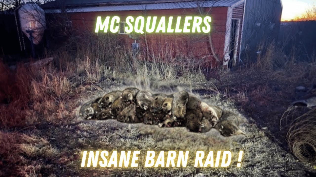 Barnyard Raccoon You will not Believe how many Raccoons are in this old Barn!🦝🦝🦝🦝 - YouTube