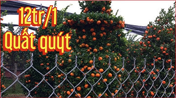 Quất Tết 2021 quất Lộc bình đẹp quýt Lộc bình 0976 458 021