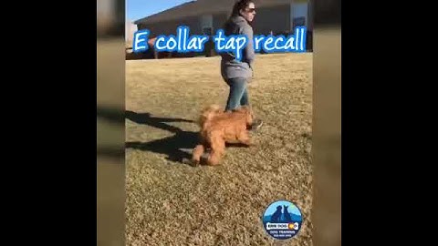 Remote e collar recall