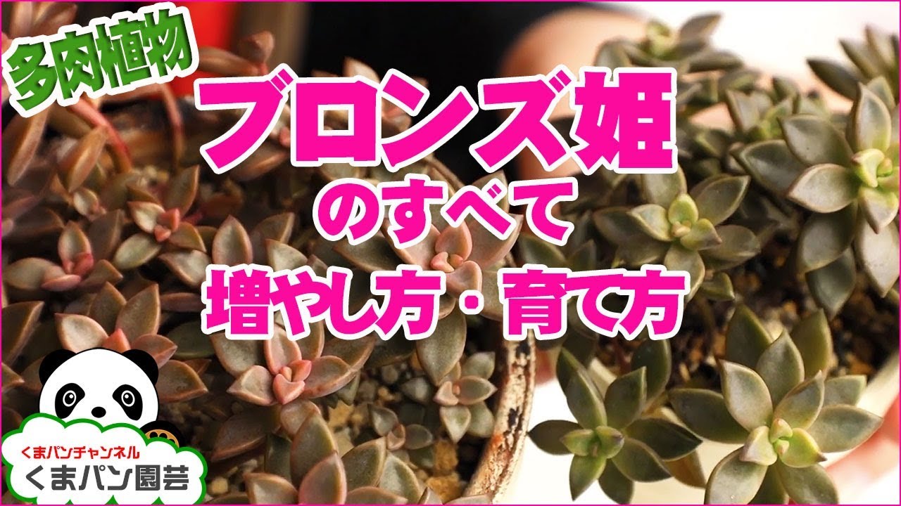 多肉植物 玉つづり 新玉つづり ビアホップ の育て方 増やし方 くまパン園芸 Youtube