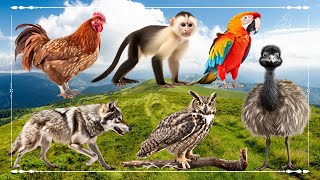 Cute Baby Monkeys: Chicken, Parrot, Wolf, Owl & Ostrich  Animals Paradise