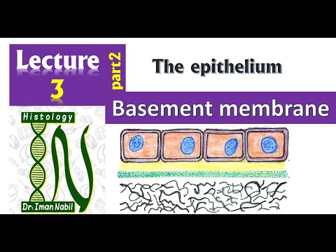 Structure of Basement membrane-2-Epithelium