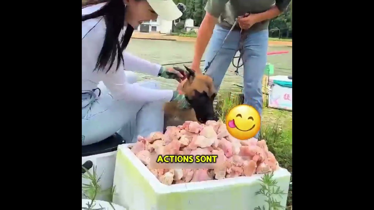 Ce chien accorde plus d'importance à aider les autres qu'à sa propre vie