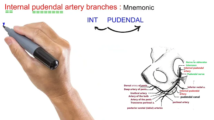 internal pudendal artery branches & course made easy mnemonic usmle