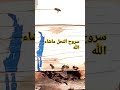 سروح النحل ماشاءالله  #اكسبلور #عسل #راحة_نفسية #لايك #راحة_نفسية #متابعه