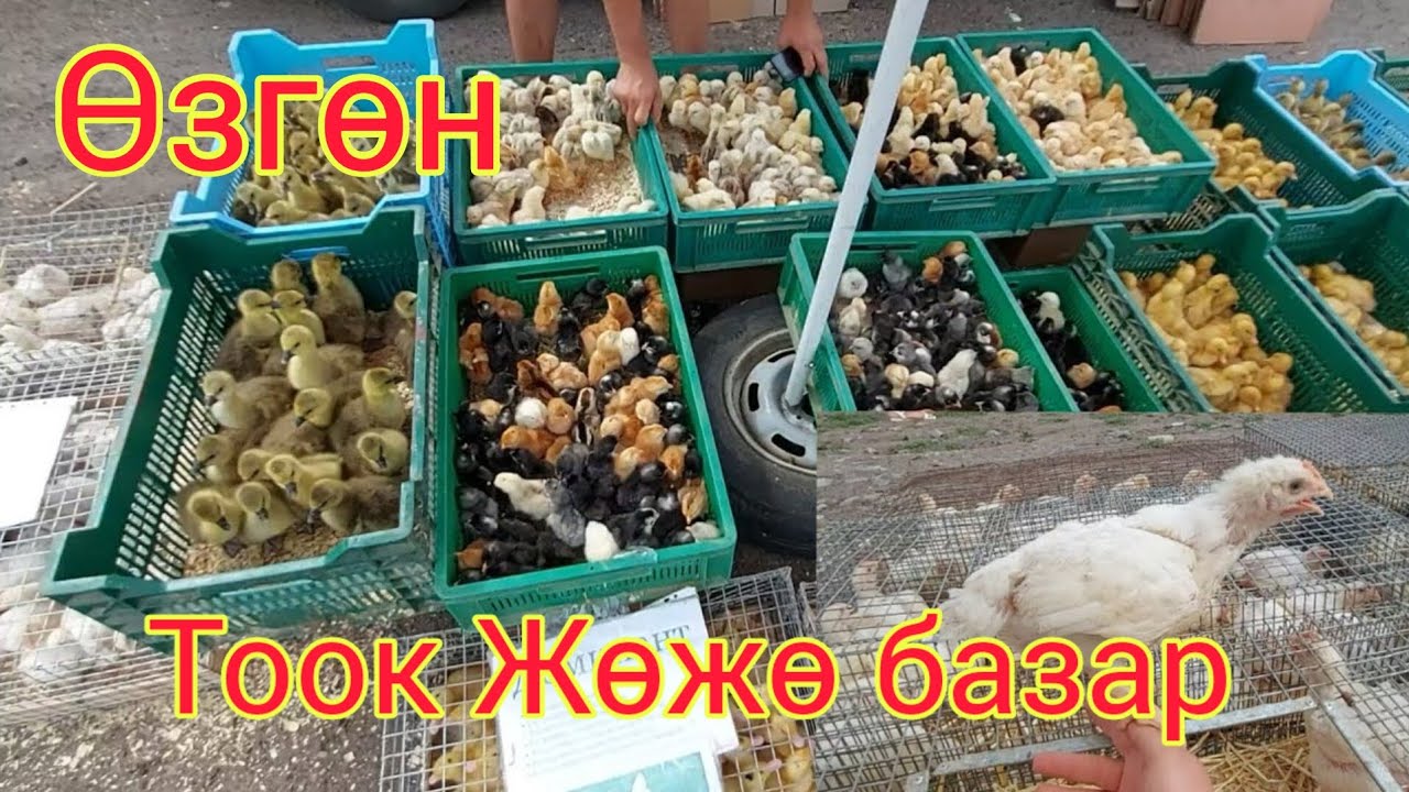 Цыплята на рынке