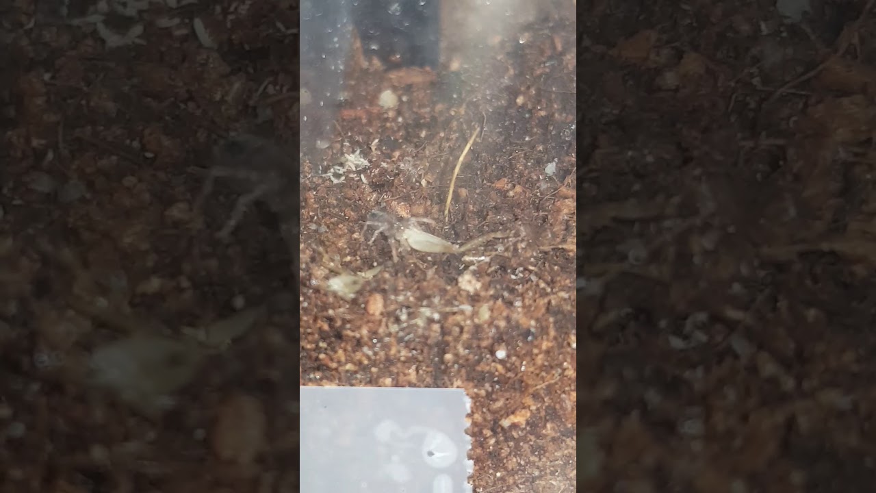 Kochiana brunnipes  ( dwarf pink leg)