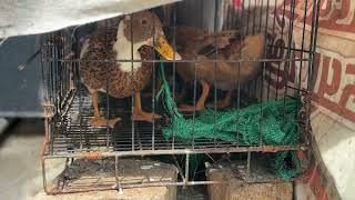 Download Lagu They're so hungry they won't even let go of the sack 🤣🦆 MP3 Download Lagu They're so hungry they won't even let go of the sack 🤣🦆 MP3