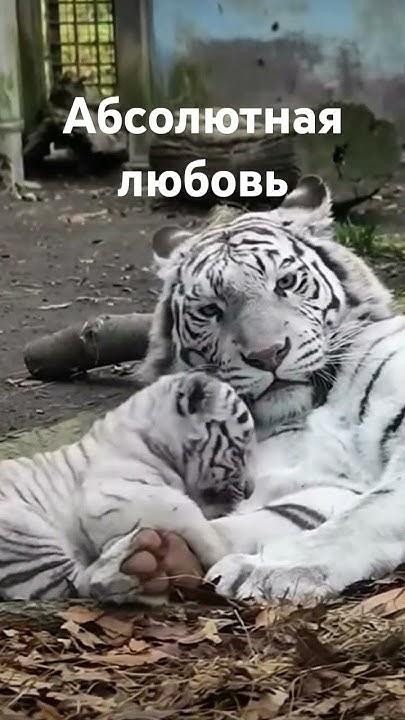 Абсолютная любовь🤗🤗🤗🤗🤗🤗🤗🤗🤗🤗🤗🤗🤗🤗🤗🤗🤗🤗🤗🤗🤗🤗🤗🤗🤗🤗 - YouTube
