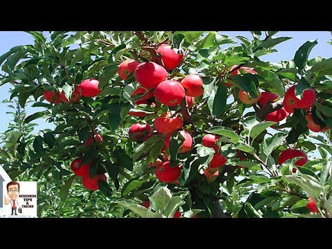 वीडियो: एंटोनोव्का एप्पल केयर गाइड: एंटोनोव्का फलों के पेड़ के बारे में जानकारी